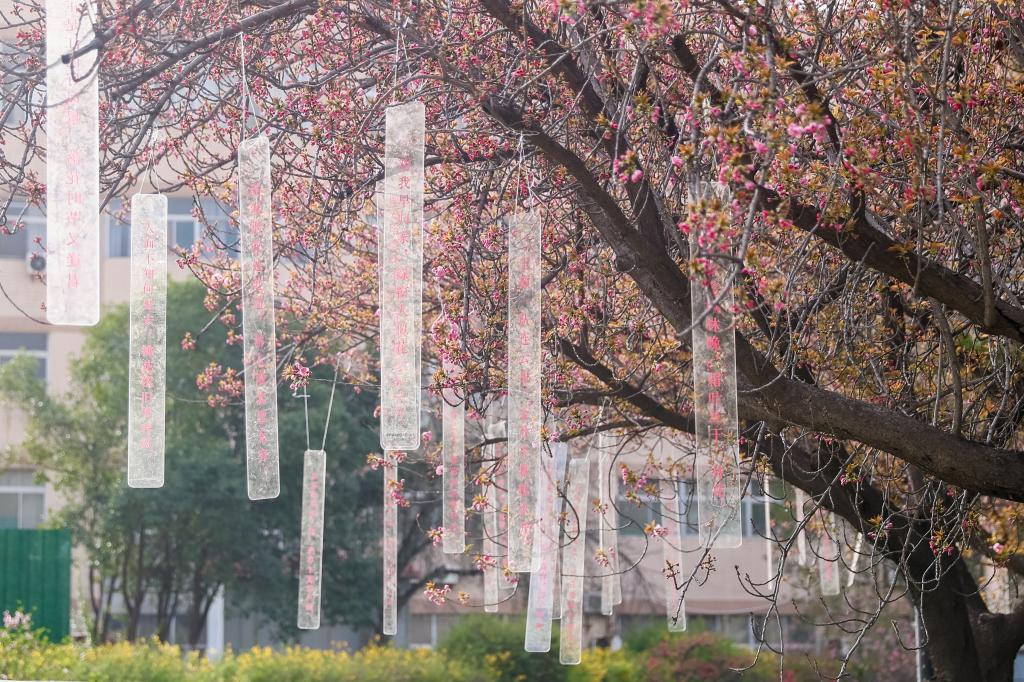 西安交通大学樱花大道